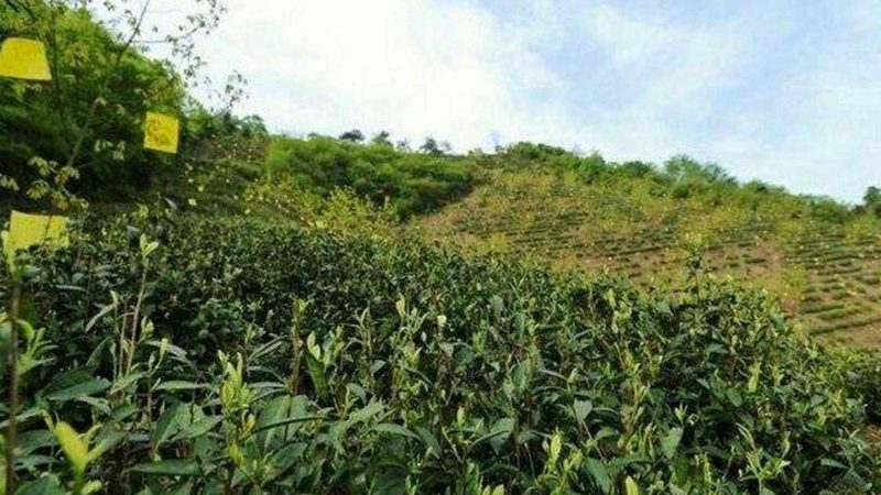 智慧农业种植技术培训学校：开启精准农业新时代