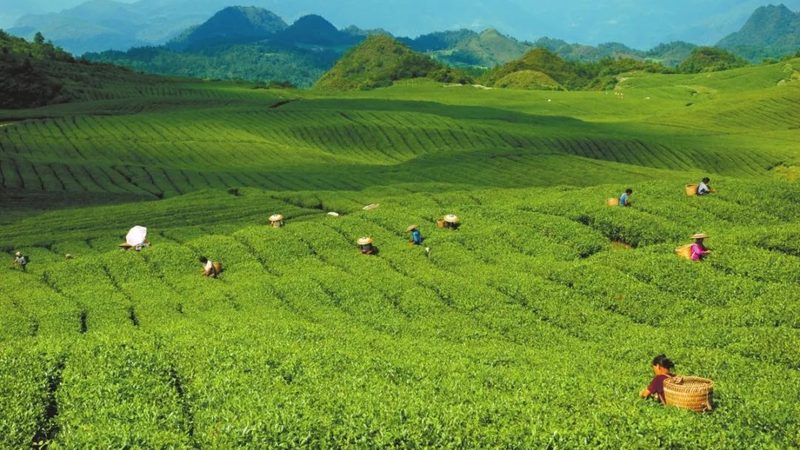 农业种植水肥一体化：现代农业的精准灌溉之道