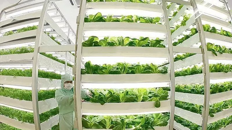 绿色食品认证与无公害认证：标准差异与选择要点