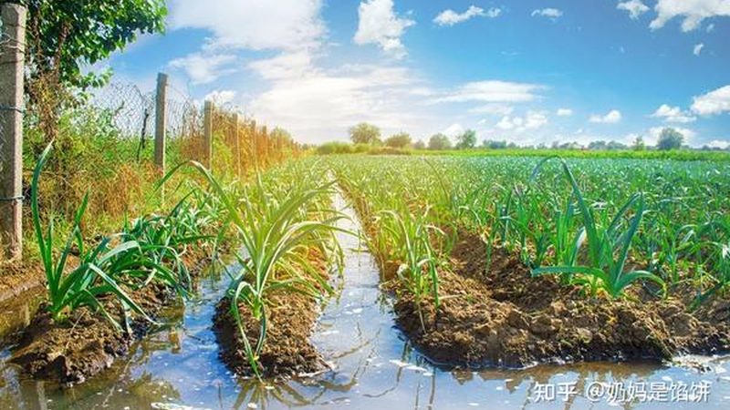 农业合作社加盟扶持政策：扶持背后的机遇与挑战**