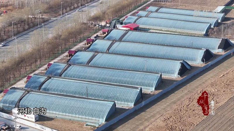 成都粮油批发市场：如何挑选优质粮油产品**